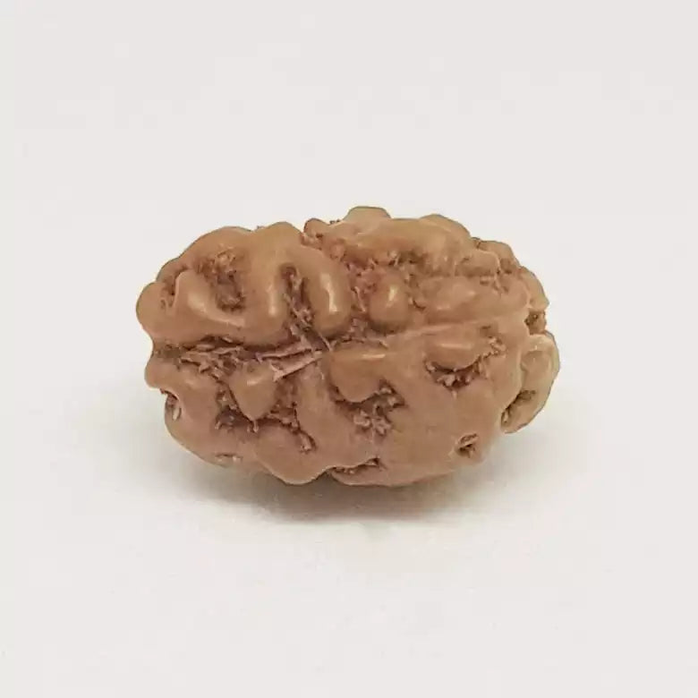 2 Mukhi Rudraksha Indonesia