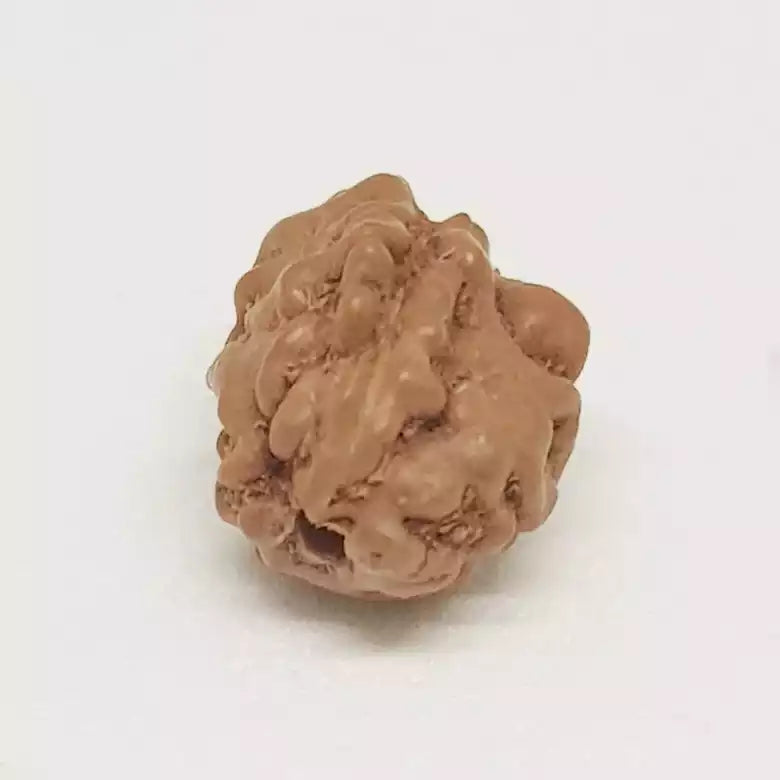 2 Mukhi Rudraksha Indonesia