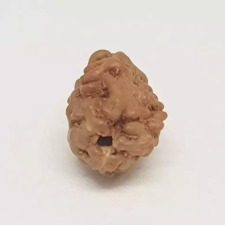2 Mukhi Rudraksha Indonesia