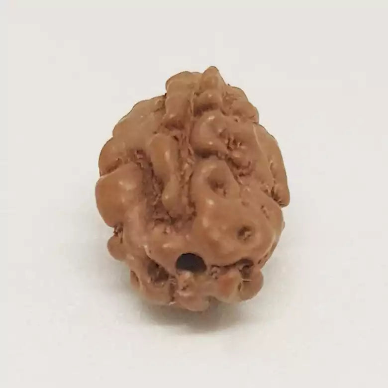 2 Mukhi Rudraksha Indonesia