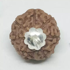 7 Mukhi Rudraksha Indonesia
