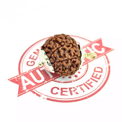 Eight Mukhi Rudraksha Nepal