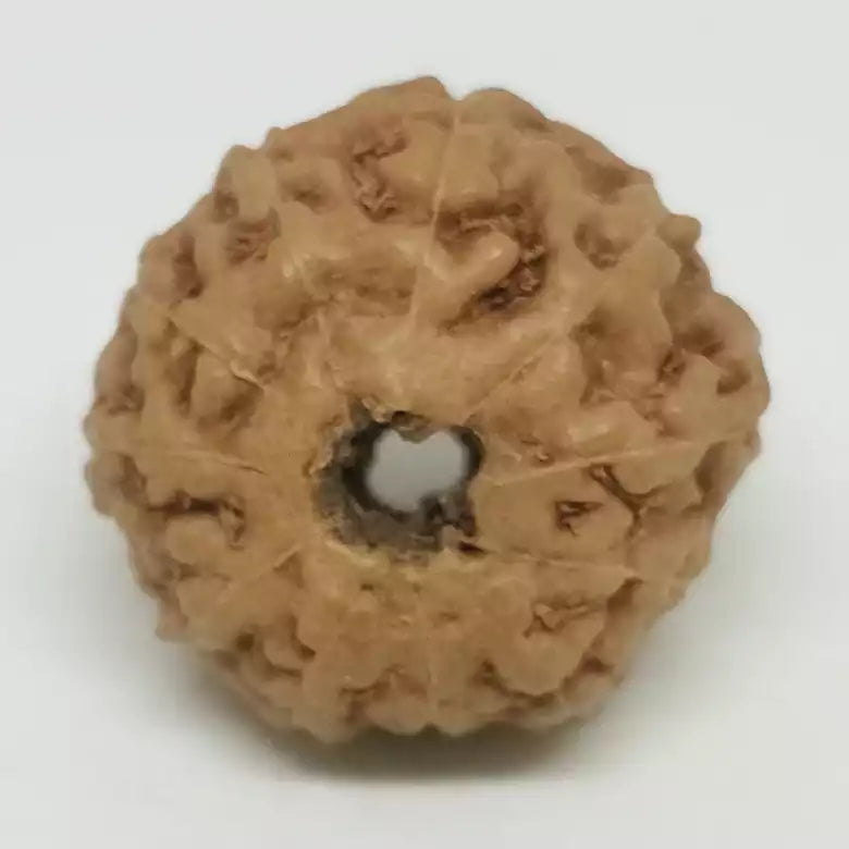 Eleven Faced Premium Rare Rudraksha