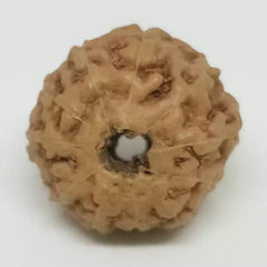 Eleven Faced Premium Rare Rudraksha