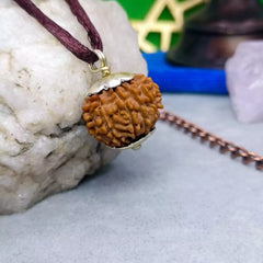 Eleven Mukhi Rudraksha Nepal