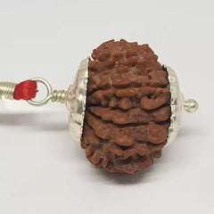 Fifteen Faced Rudraksha