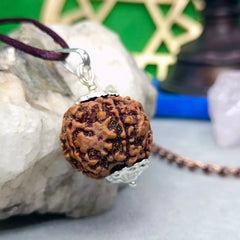 Five Mukhi Premium Rare Rudraksha