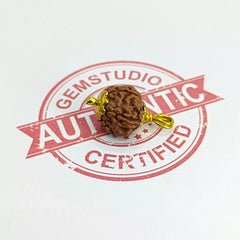 Five Mukhi Rudraksha Indonesia