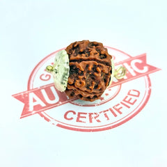 Five Mukhi Rudraksha Nepal