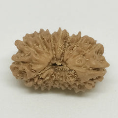 Fifteen Faced Premium Rare Rudraksha