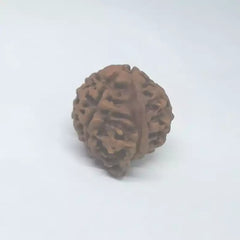 Ganesh Premium Rare Rudraksha