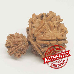 Gauri Ganesh Rudraksha Nepal