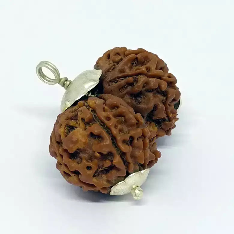 Gauri Shankar Premium Rare Rudraksha 