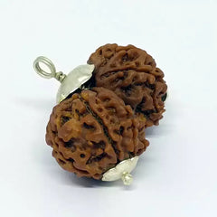 Gauri Shankar Premium Rare Rudraksha 