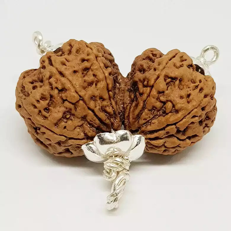 Gauri Shankar Premium Rare Rudraksha