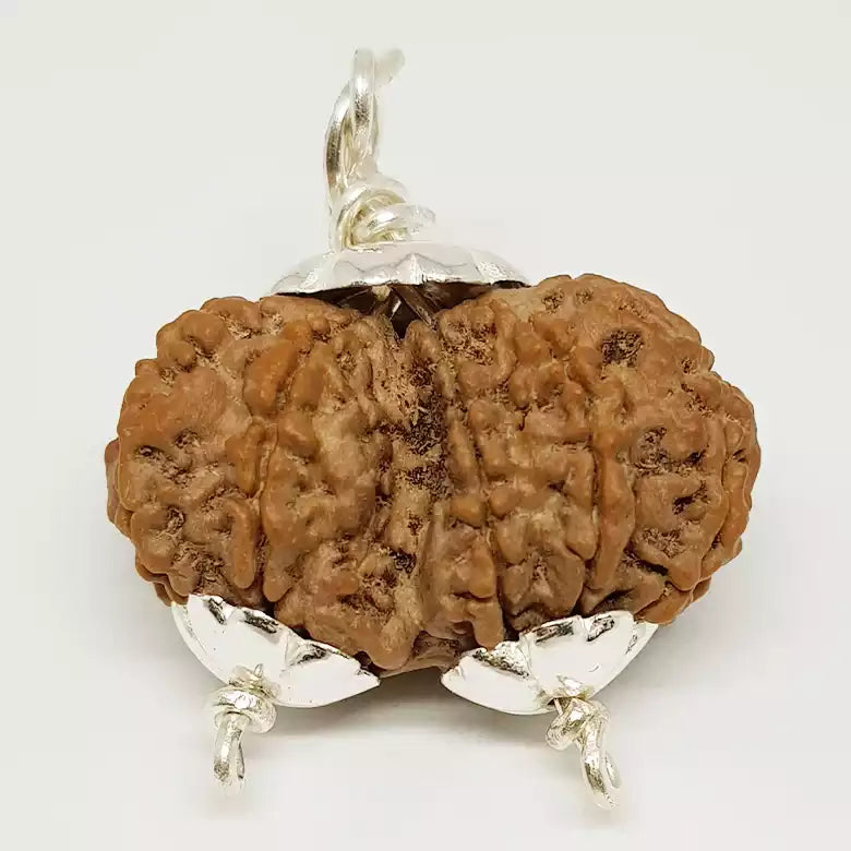 Gauri Shankar Premium Rare Rudraksha