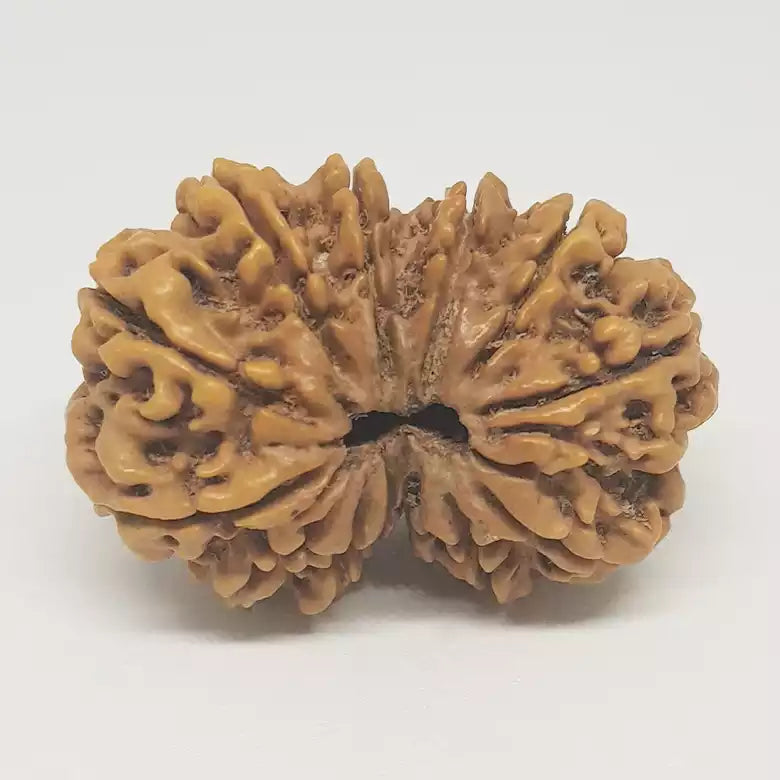 Gauri Shankar Premium Rare Rudraksha
