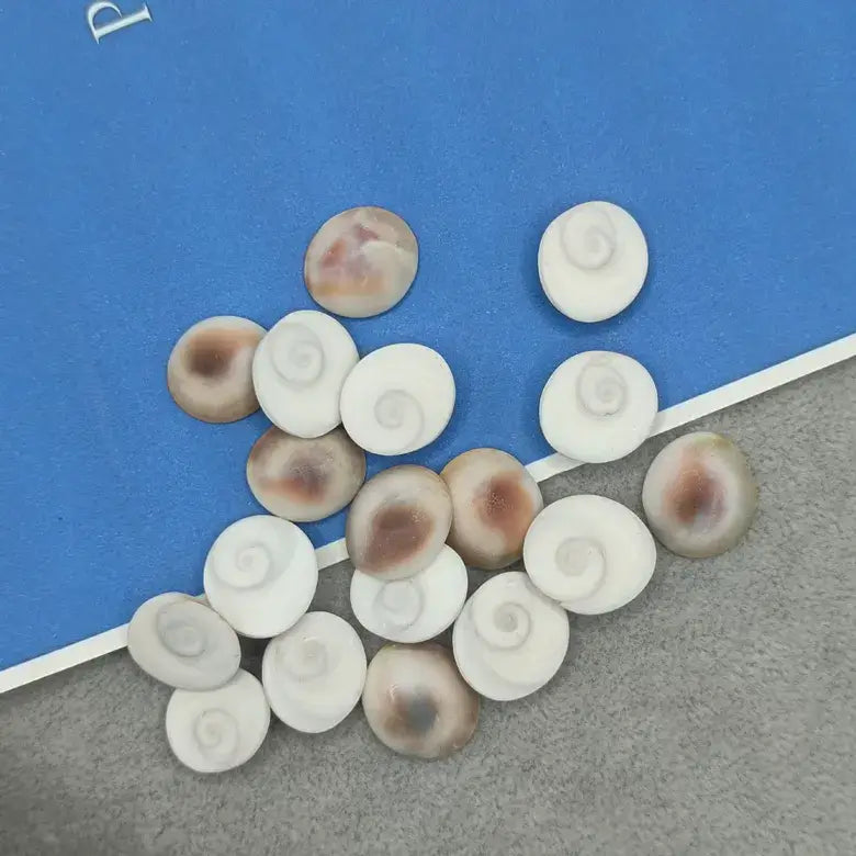 Gomti Chakra Premium Small