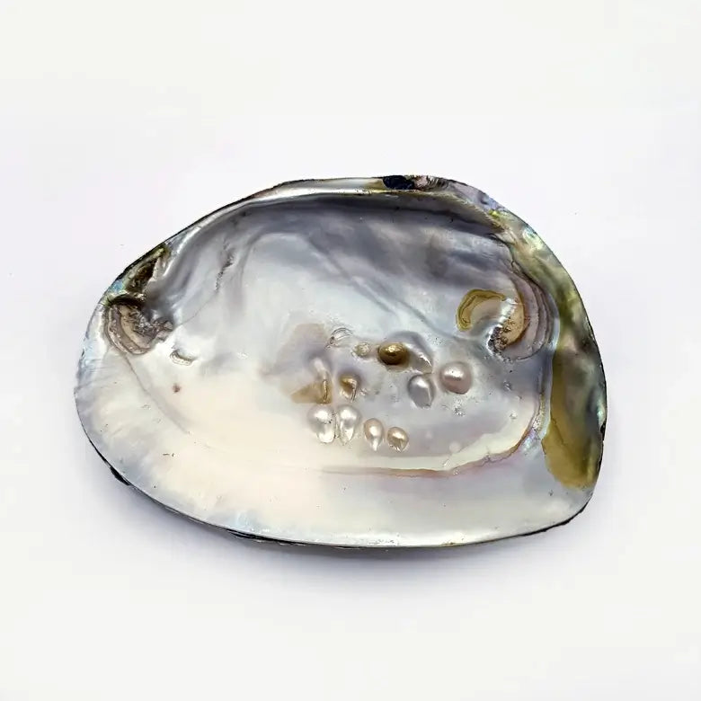 Mother of Pearl Sea Shell