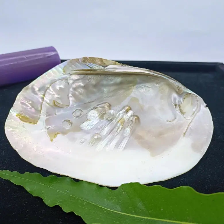 Mother of Pearl Sea Shell