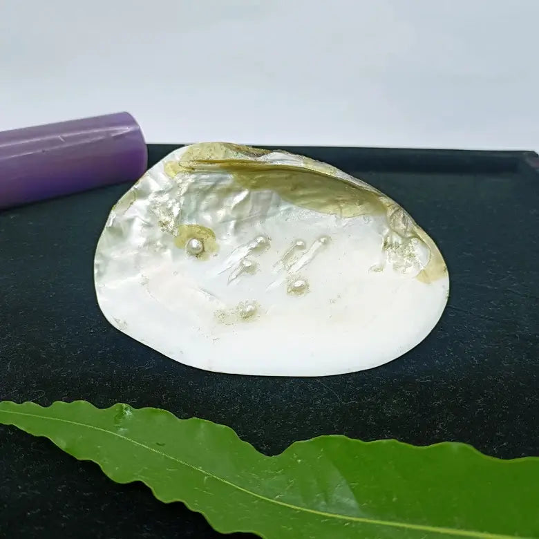 Mother of Pearl Sea Shell