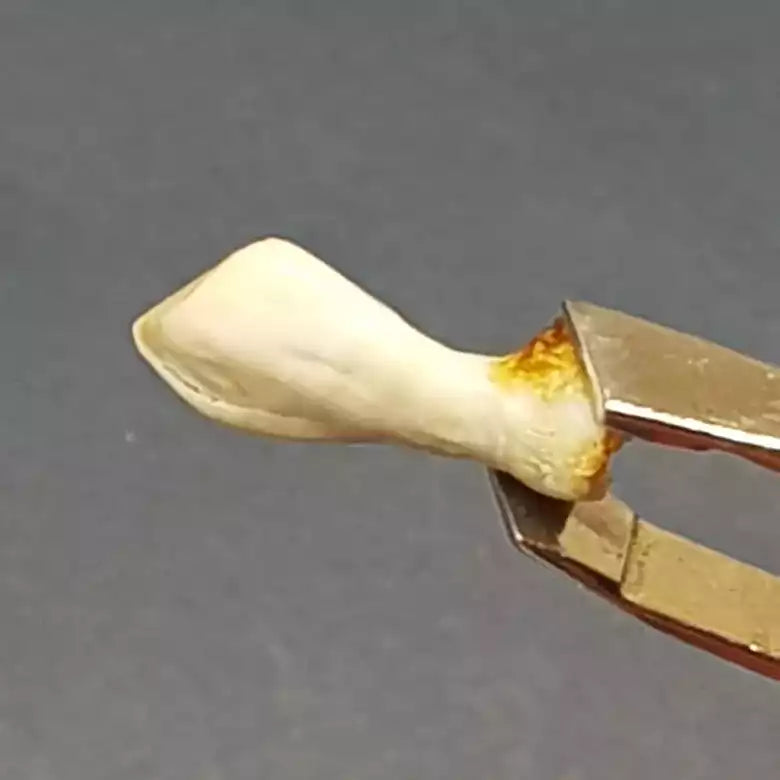 Natural Ketu Mukta Mani