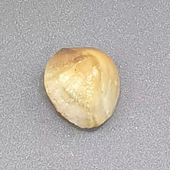 Natural Machh Mani