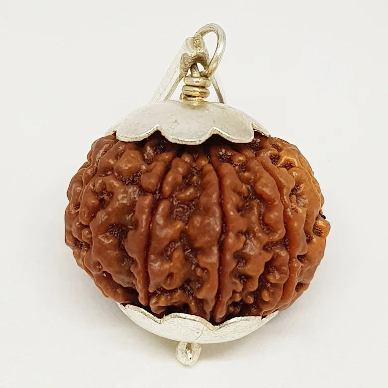 Nine Mukhi Nepali Rudraksha