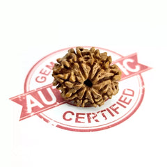 Nine Mukhi Rudraksha Nepal
