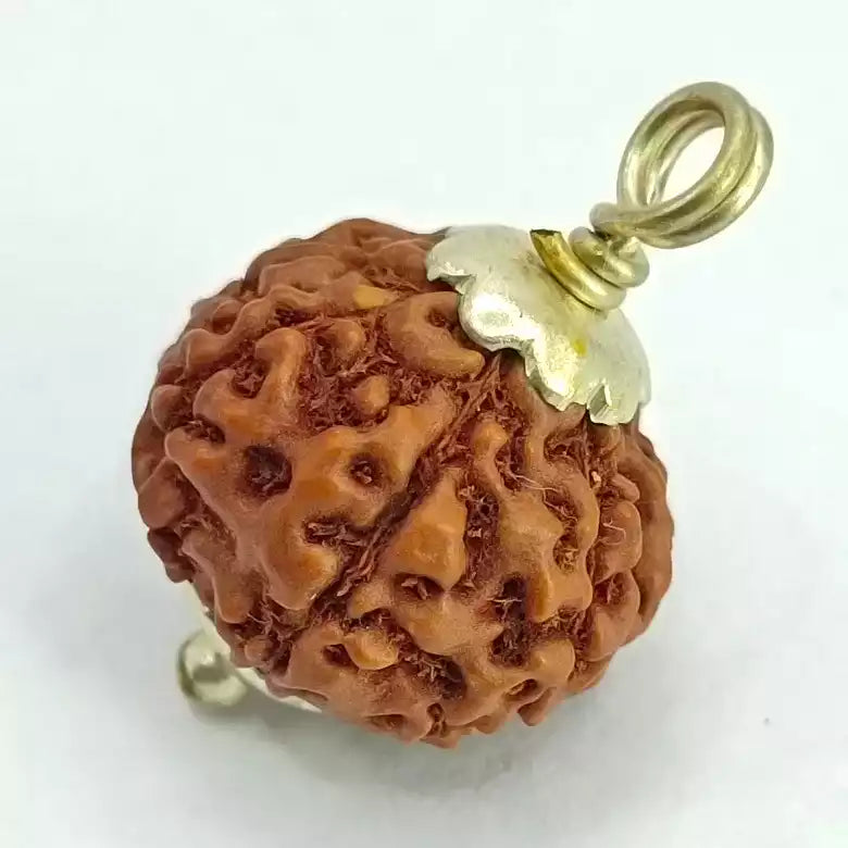 Seven Mukhi Rudraksha Indonesia