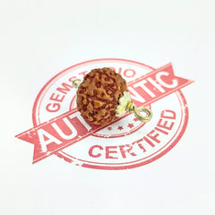 Seven Mukhi Rudraksha Indonesia