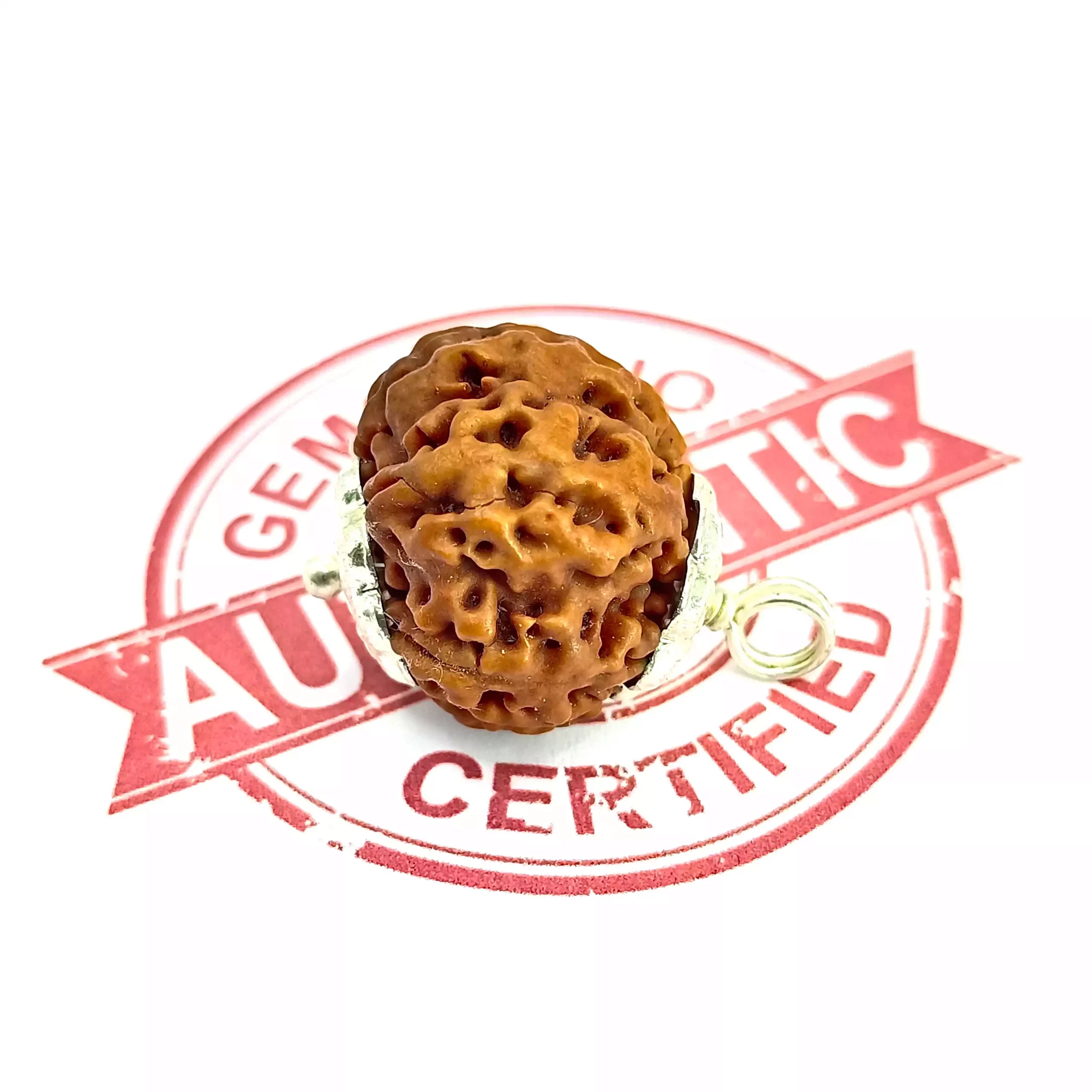 Seven Mukhi Rudraksha Nepal