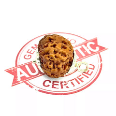 Seven Mukhi Rudraksha Nepal