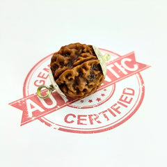 Six Faced Rudraksha Nepal