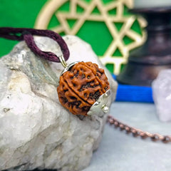 Six Faced Rudraksha Nepal