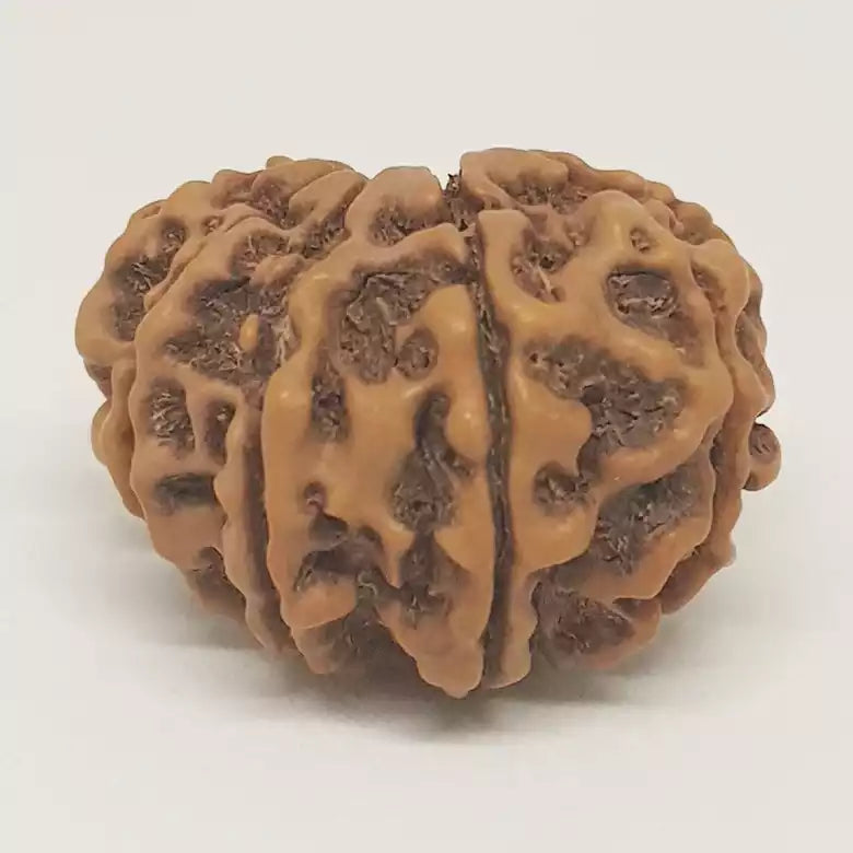 Ten Faced Rudraksha