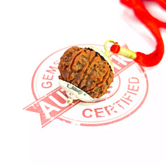 Ten Mukhi Rudraksha Nepal