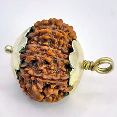 Thirteen Mukhi Premium Rare Rudraksh