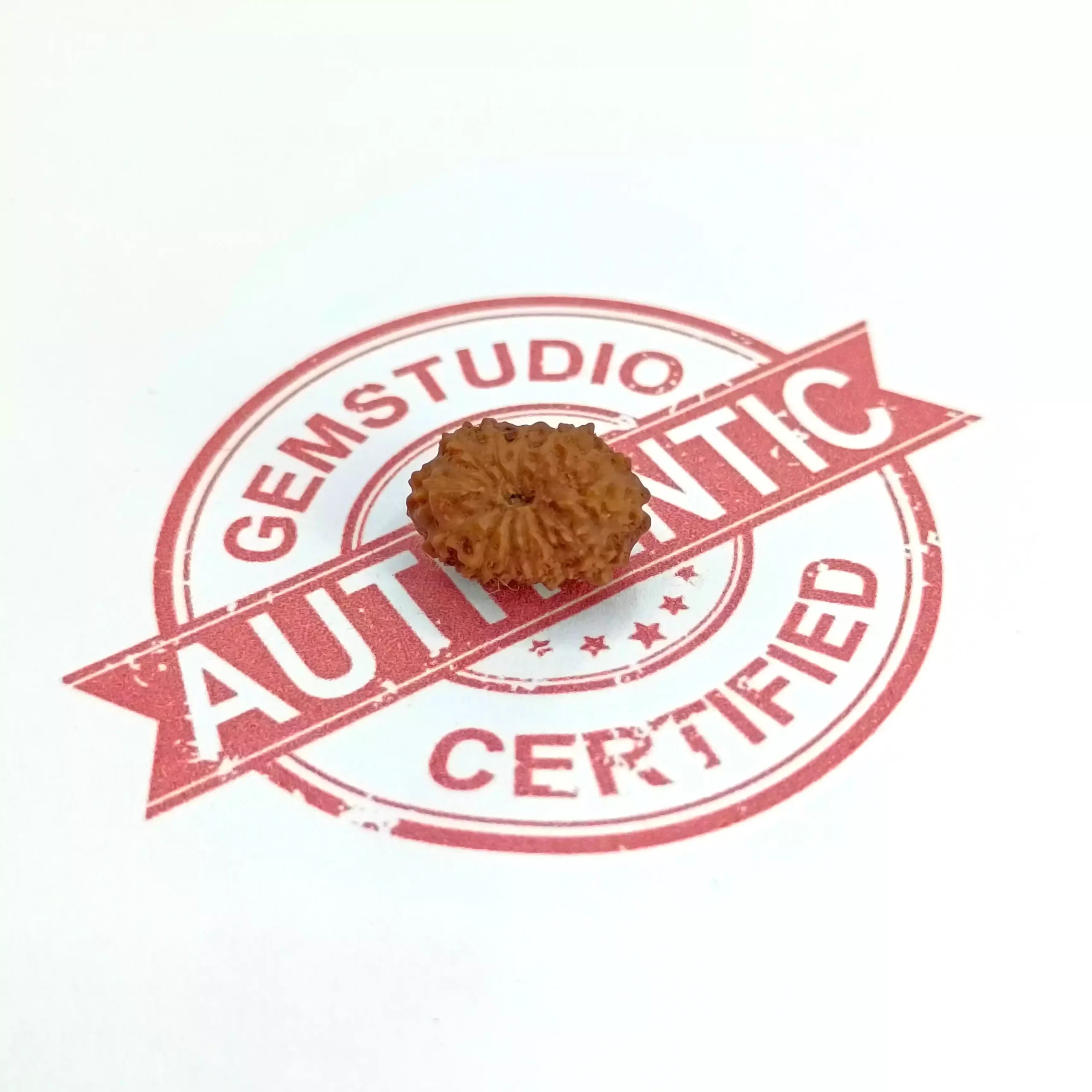 Thirteen Mukhi Rudraksha Indonesia