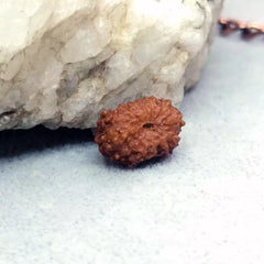 Thirteen Mukhi Rudraksha Indonesia