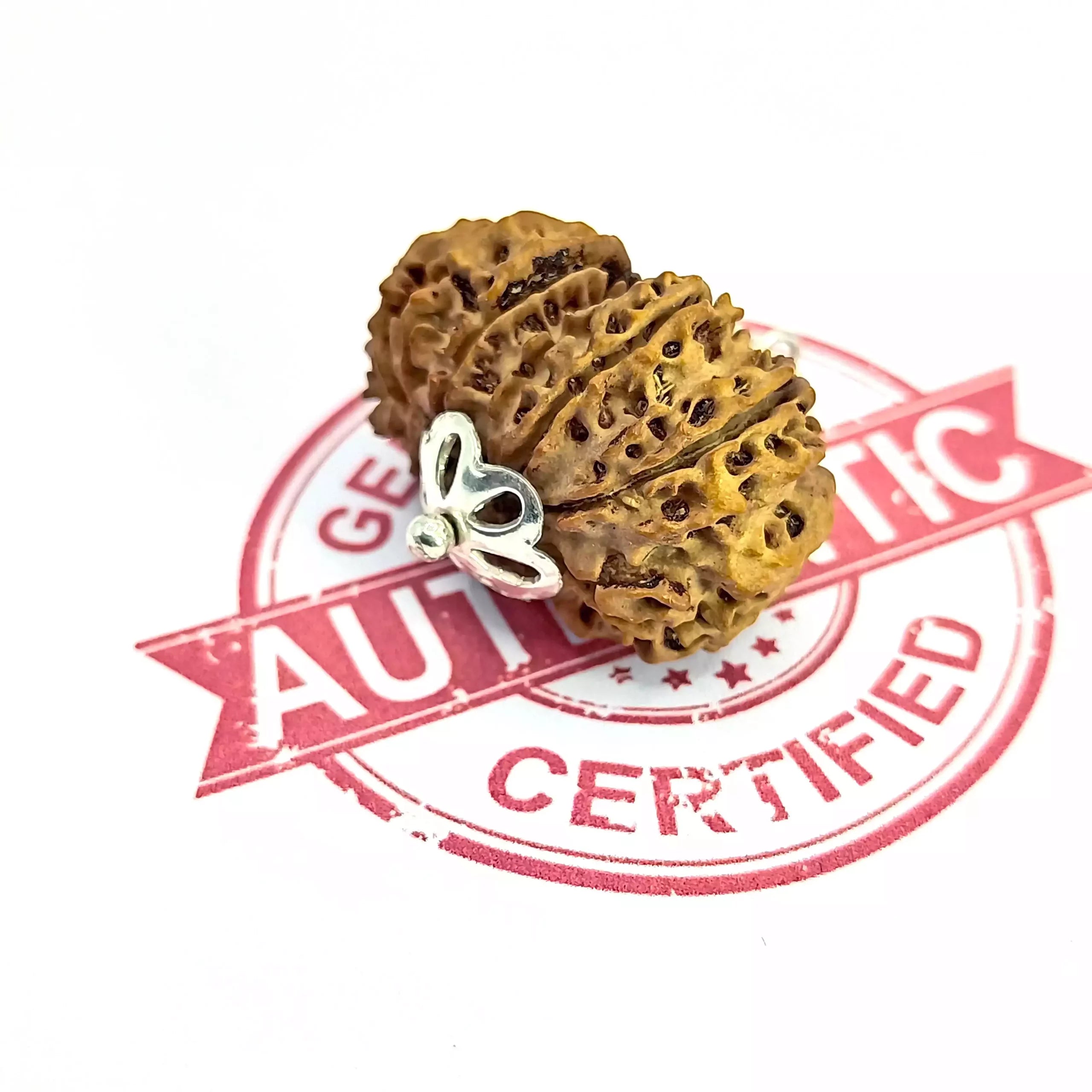 Thirteen Mukhi Rudraksha Nepal