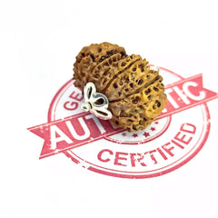 Thirteen Mukhi Rudraksha Nepal