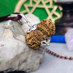 Thirteen Mukhi Rudraksha Nepal