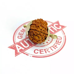 Twelve Mukhi Premium Rare Rudraksha