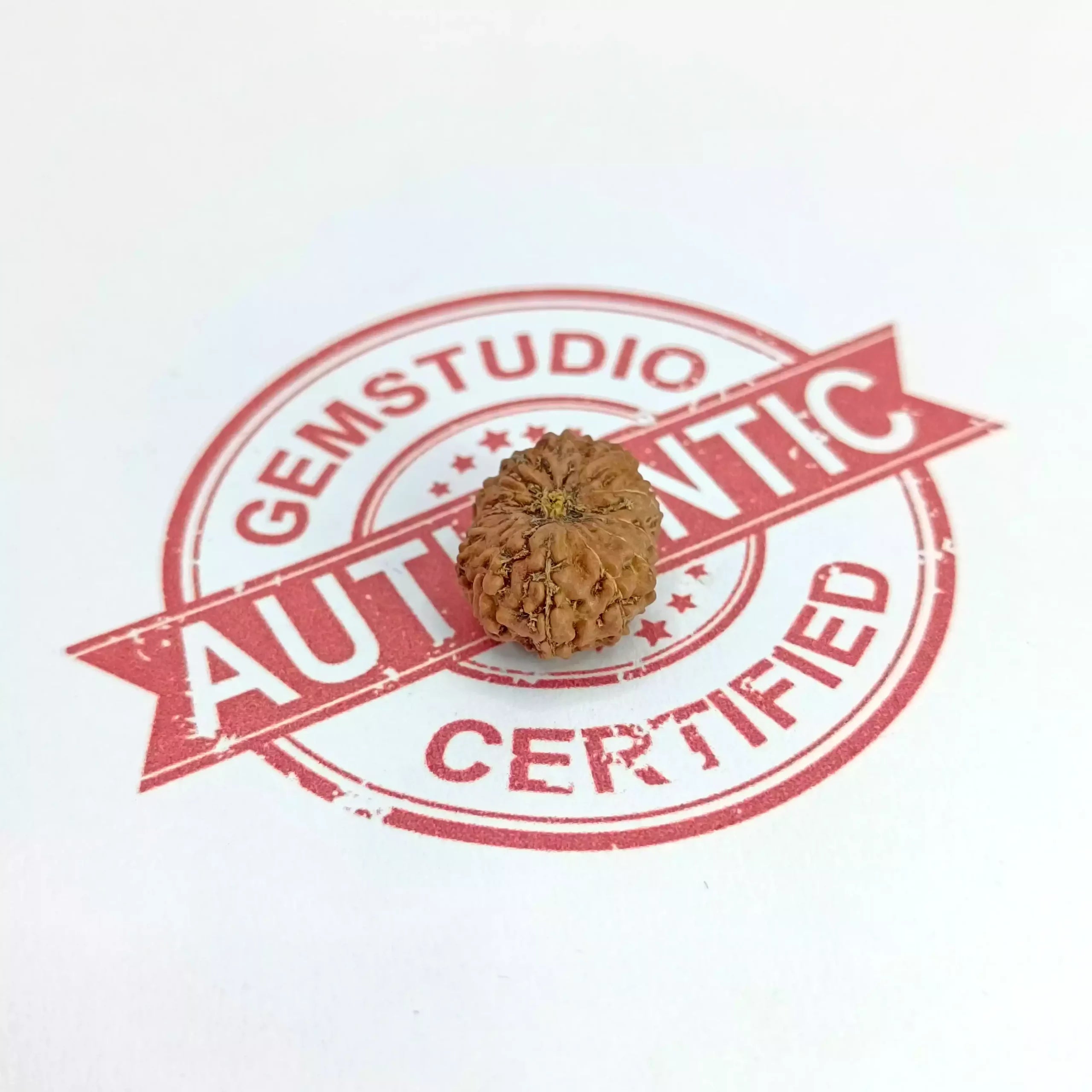 Twelve Mukhi Rudraksha Indonesia