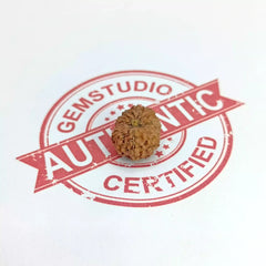 Twelve Mukhi Rudraksha Indonesia