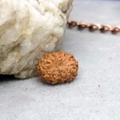 Twelve Mukhi Rudraksha Indonesia