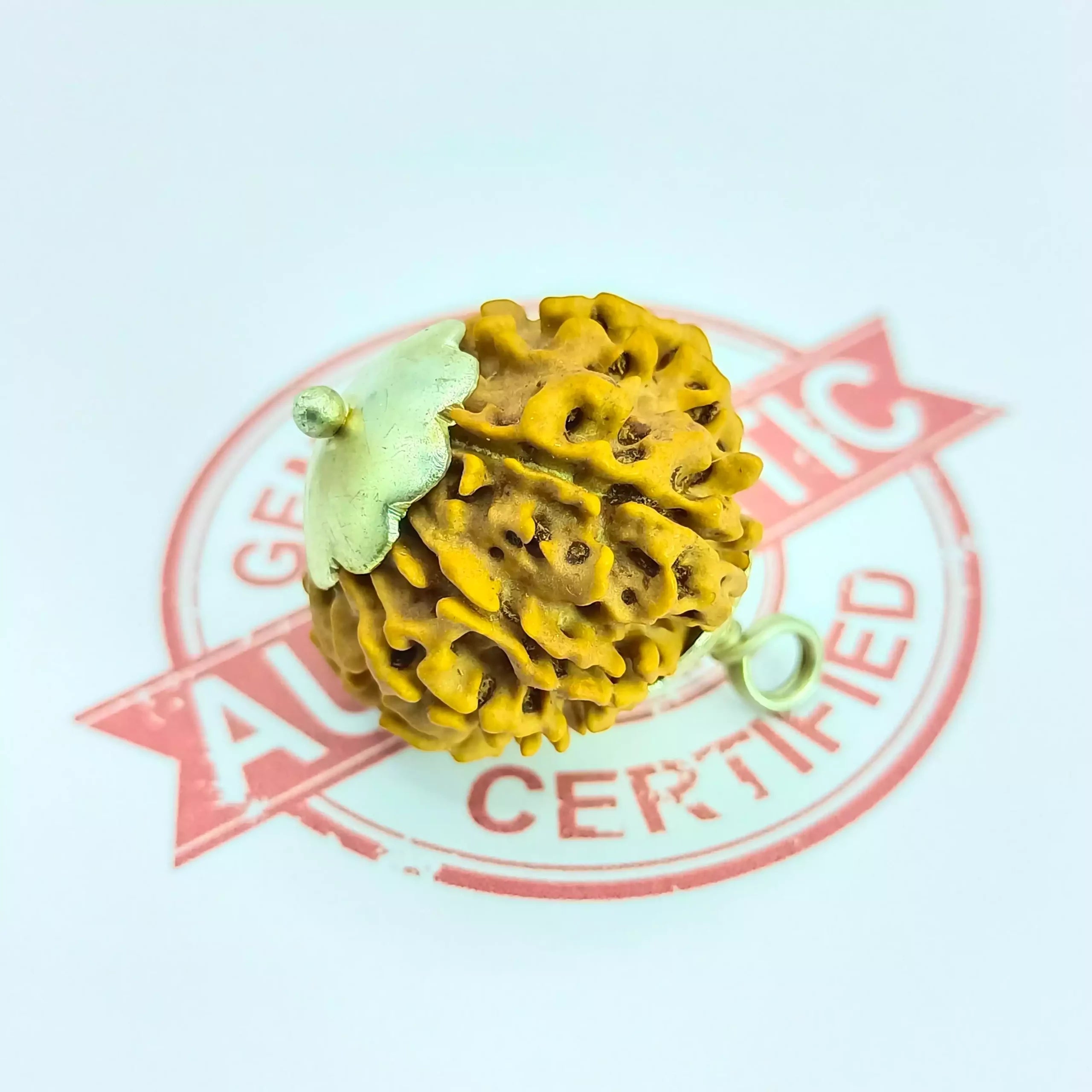 Twelve Mukhi Rudraksha Nepal