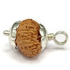 Twenty Three Mukhi Rudraksha indonesia