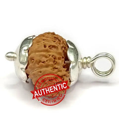 Twenty Three Mukhi Rudraksha Indonesia